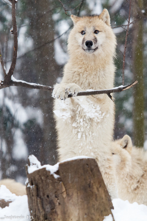 Porn h4ilstorm:Polarwolf oder Weißwolf (Canis photos