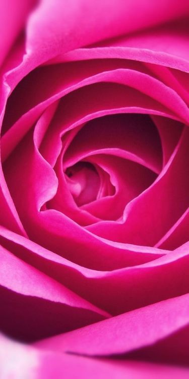 Close up, petal, pink rose, 1080x2160 wallpaper @wallpapersmug : bit.ly/2EBfd6v - bit.