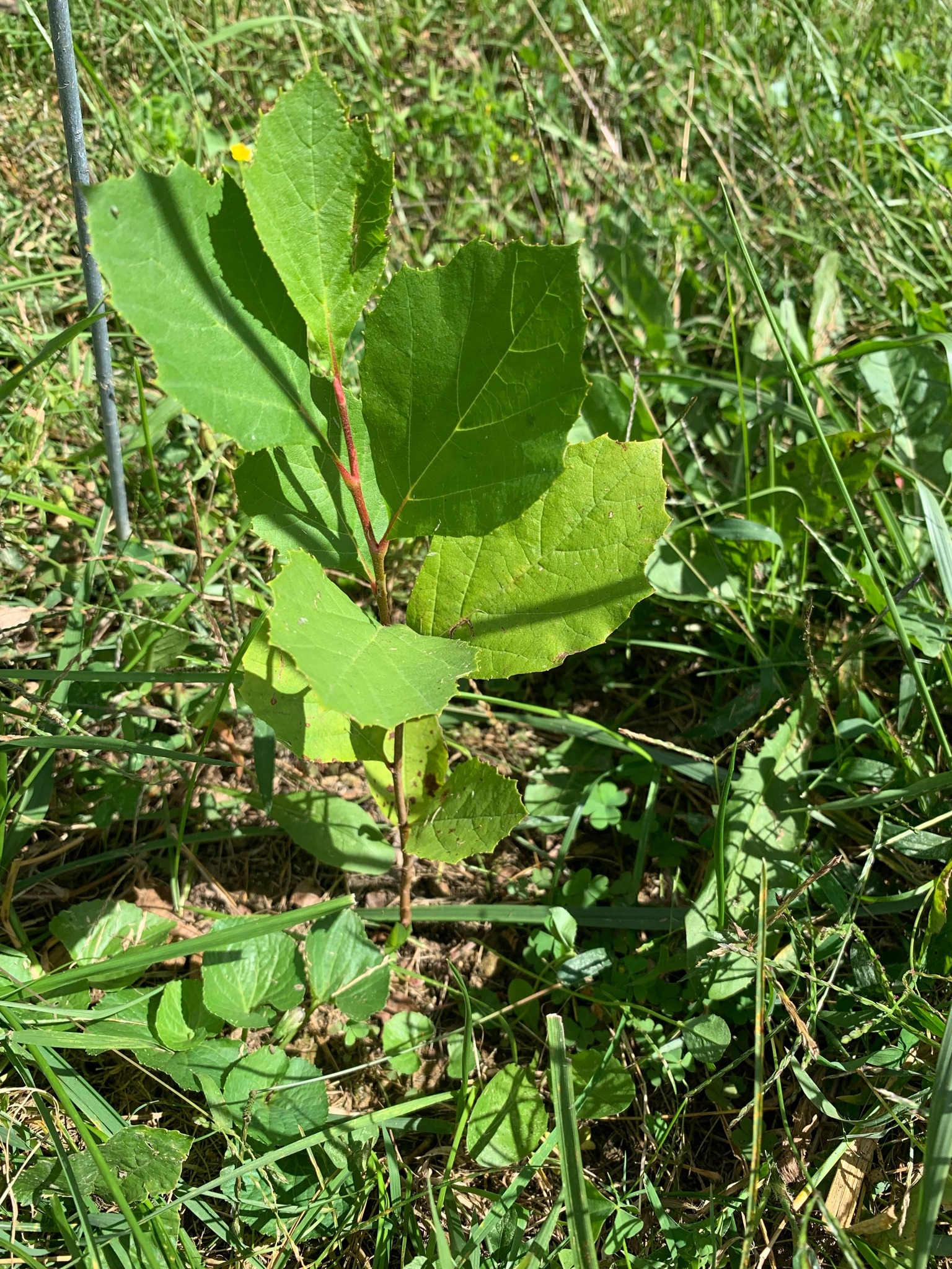 headspace-hotel:headspace-hotel:headspace-hotel:so proud of this little guy SHE INCREASETH! It’s been a harsh, dry summer with hardly a drop of rain, and you had such a rough start in life, sprouting in a gravel parking lot and being transplanted