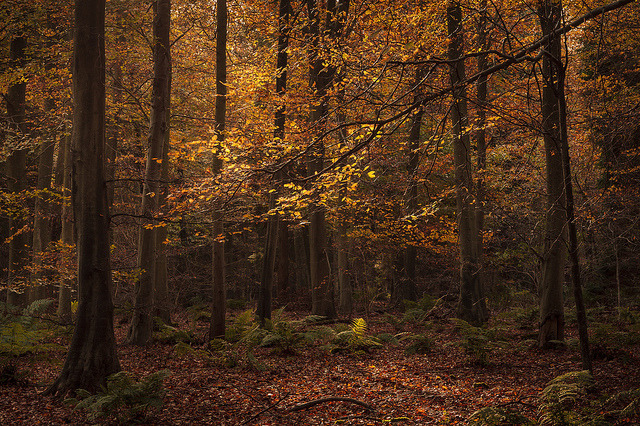 brutalgeneration:  Branch Line by FinnHopson on Flickr. 