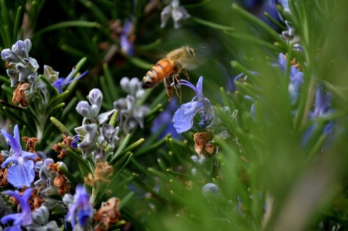 megarah-moon:Honeybees and rosemary~♡ Buy My Photography ♡