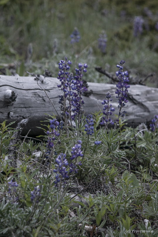 Lupine blooms in a forest clearing: (c) riverwindphotography, July 2020
