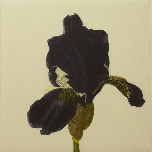 iamjapanese: Cliona Doyle（Irish, b.1968） Iris “Marechal Ney”    etching via