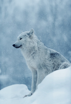 johnnybravo20:  Snow Wolf (by Teerayut Hiruntaraporn) 