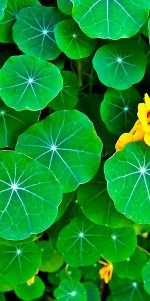 my-world-of-colour: baenk.com  nasturtium plant 