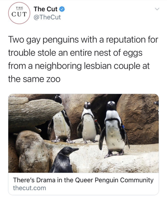 grapehyasynth:scottandhiskind:mlm/wlw solidarity hostility