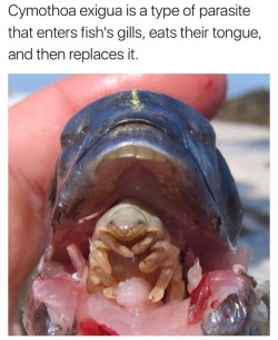 bigchiefatl:  strawberryjeri:  the-giants-smile:  strawberry–pop:  twitterlols:   @hyperzephyrianlives   Isopods are what make me think that either there is no god, or he’s a sadistic mf. like what the actual fuck   He looks so mischievous lol  I