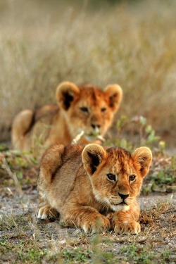 wolverxne:  Lion cubs on the hunt - Photo by: Billy Dodson