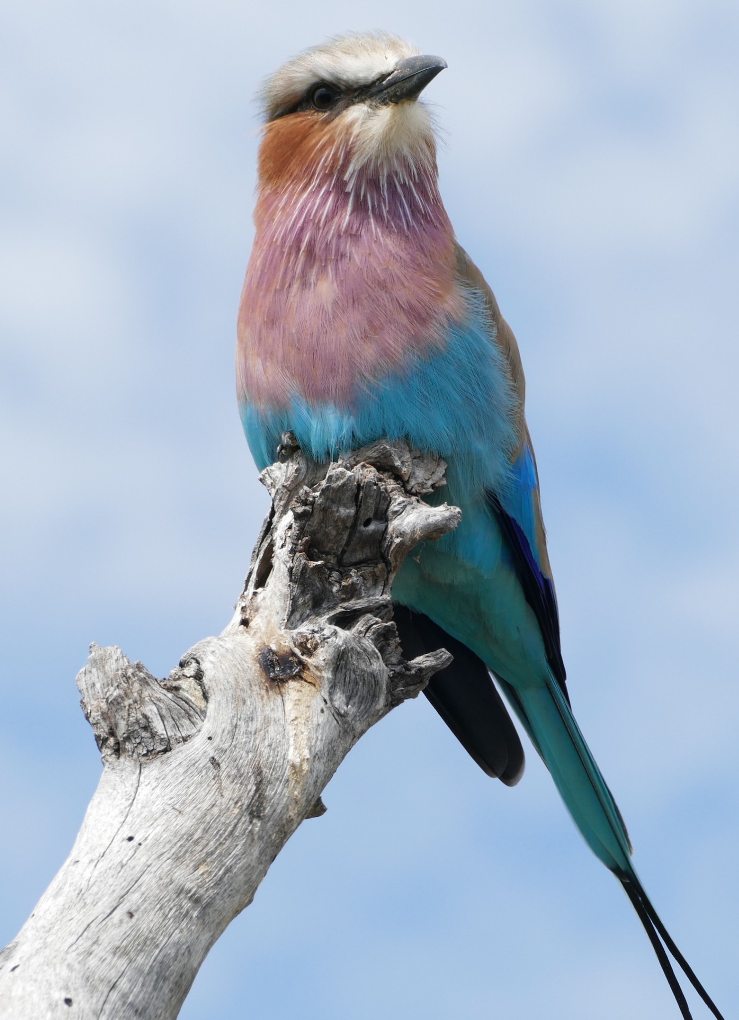 lilac breasted roller