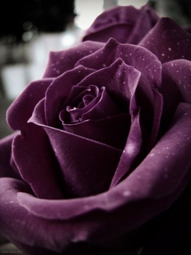 flowersgardenlove:  a magnificent purple Beautiful gorgeous pretty flowers