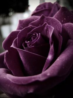 flowersgardenlove:  a magnificent purple