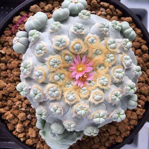 end0skeletal: Succulents!1. Spiral Aloe2. Lithops (Living Stone)3. Mammillaria mystax 4. Queen Victo