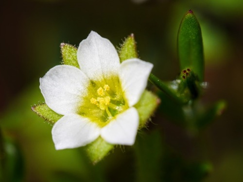 Polemonium micranthum “Annual Jacob’s-ladder” PolemoniaceaeMissoula, MTApril 16, 2017Robert NieseThe