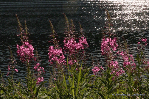 Fireweed in the Windgif by riverwindphotography, 2017