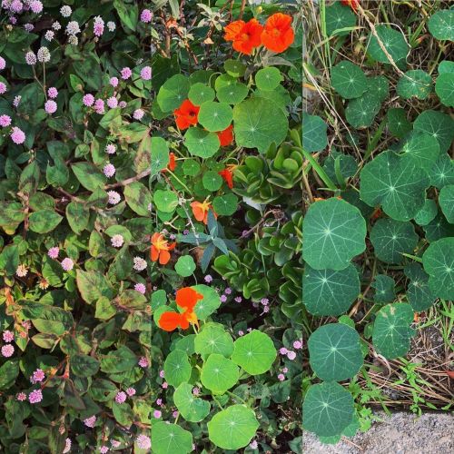 More plants, vines and ground covers.  (at