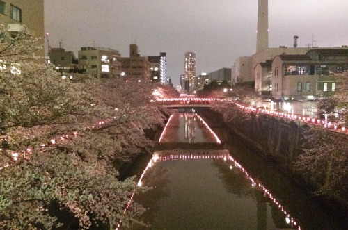 Tokyo Sakura! And new Orange Coke!!