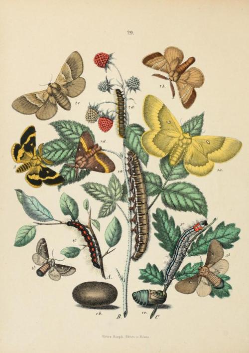 heaveninawildflower: Lepidoptera from ‘Museo Entomologico’ by Ferdinando Sordelli. Publi