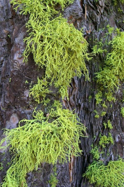 nybg:  wapiti3:  Letharia vulpina on Flickr. Ways of Enlichenment (Jason Holliger-Trevor Goward) Lichens of Western North America Photos by-Jason Hollinger-Curtis Bjork-Richard Droker-Chris Parrish-Troy McMullin  Support-University of British Columbia