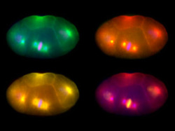 bpod-mrc:  19 April 2015     Ready, Steady, Divide!     Cell division allows multicellular organisms to grow, and then to maintain and repair cells and tissues. Now, researchers have identified a mechanism by which parent cells in transparent microscopic