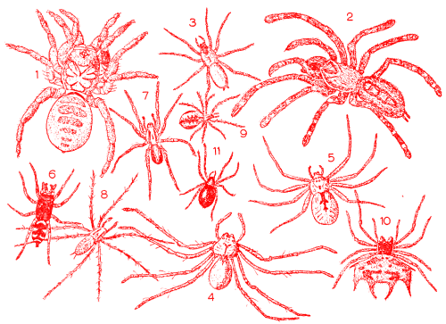 nemfrog:“Examples of spider families.” Spiders, Scorpions, Centipedes, and Mites. 1958.Internet Arch
