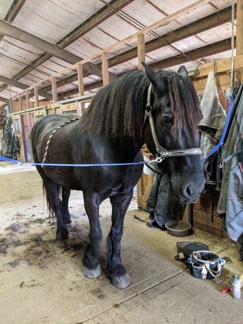 We got there early, but one of the Teens was already putting horses out, since Other Teacherlady is 