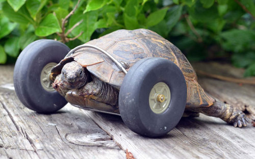 awesome-picz:    90-Year-Old Tortoise Whose Legs Were Eaten By Rats Gets Prosthetic Wheels And Goes Twice As Fast.