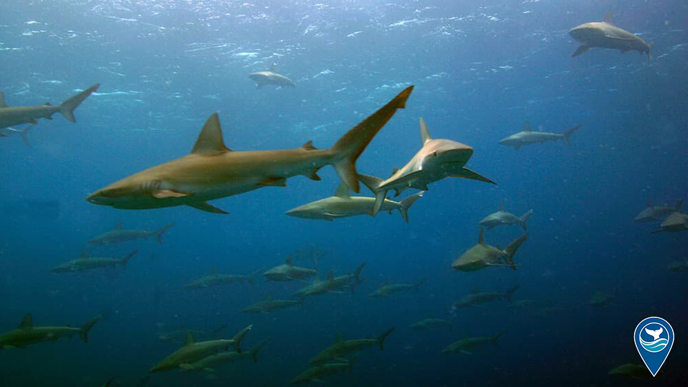 A school of galapagos sharks/manō at Maro Reef.