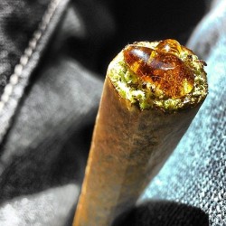 everywherekush:follow: http://everywherekush.tumblr.com