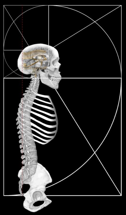 theallseeingcat:Anatomy Of HorusBy: Danny Wilten(Originally one image, which I deconstructed in hope
