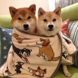 Featured image of post Tumblr Aesthetic Shiba Inu Aesthetic The smol friend always busy loves their friends will fight for their friends boy girl crazy bottles up their feelings can never make up their mind