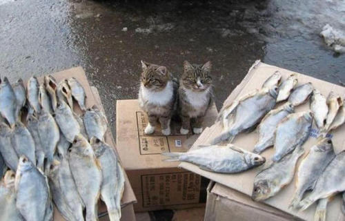 mattvaughn:Kitty PhotosSupurrvisors