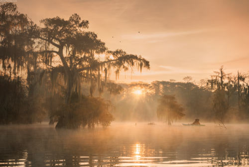 vurtual: Cypress swamps (by Daniel Kordan)