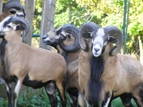 Photos from x and xThe American blackbelly sheep is an open registry version of the Barbados blackbe