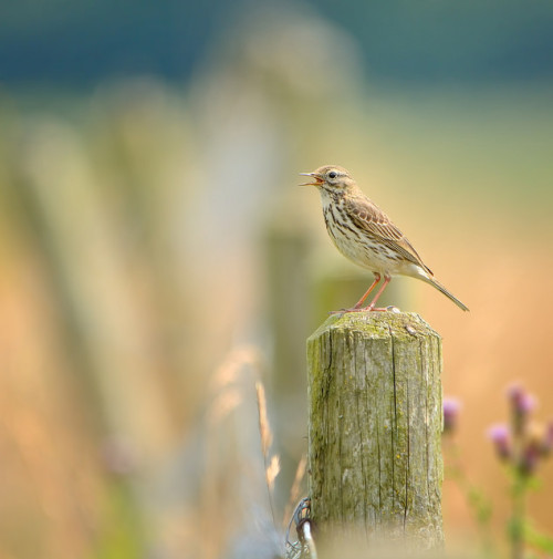 The Singing Post by Osgoldcross Photography on Flickr.