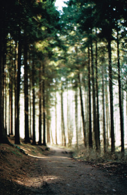 brutalgeneration:  Into the Forest (by Luziferian)