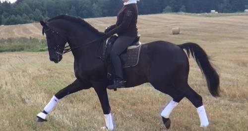 dressagequeenslife: countrycavallo:  What do y’all think of this guy?  Ohh, this boy is from L