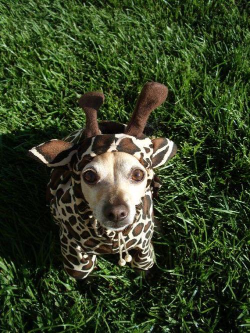 cutepetclub:  If you look closely, this is not a real giraffe. https://t.co/t3nEGfWWyx