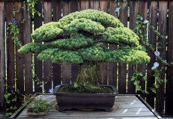 discoveringjapan:  National Geographic:This Japanese white pine, which was potted 390 years ago, belonged to a family that lived within two miles of where American forces dropped the atomic bomb 70 years ago this week. The family had cared for the tree