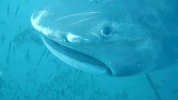 seatrench:  Divers free a Megamouth shark