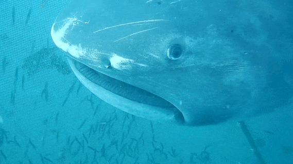 seatrench:  Divers free a Megamouth shark porn pictures