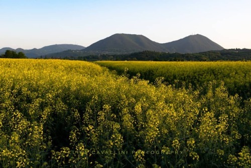 E giallo sia… [ Che meraviglia questi campi di colza! Ieri ne ho trovato uno bellissimo. Sull