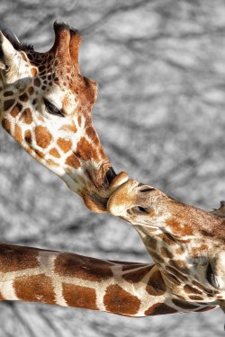 earthandanimals:   A kiss for mom by Matt Downing 