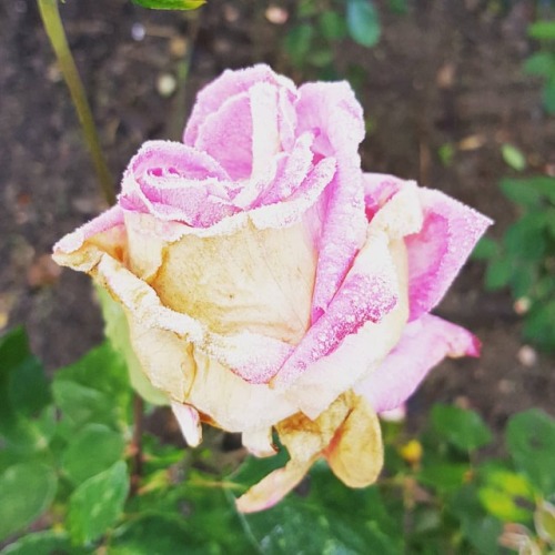 #frosty #ice #frozen #flower #rose #frozenbeauty #cold #nature #winterishere #blossom #petals  https