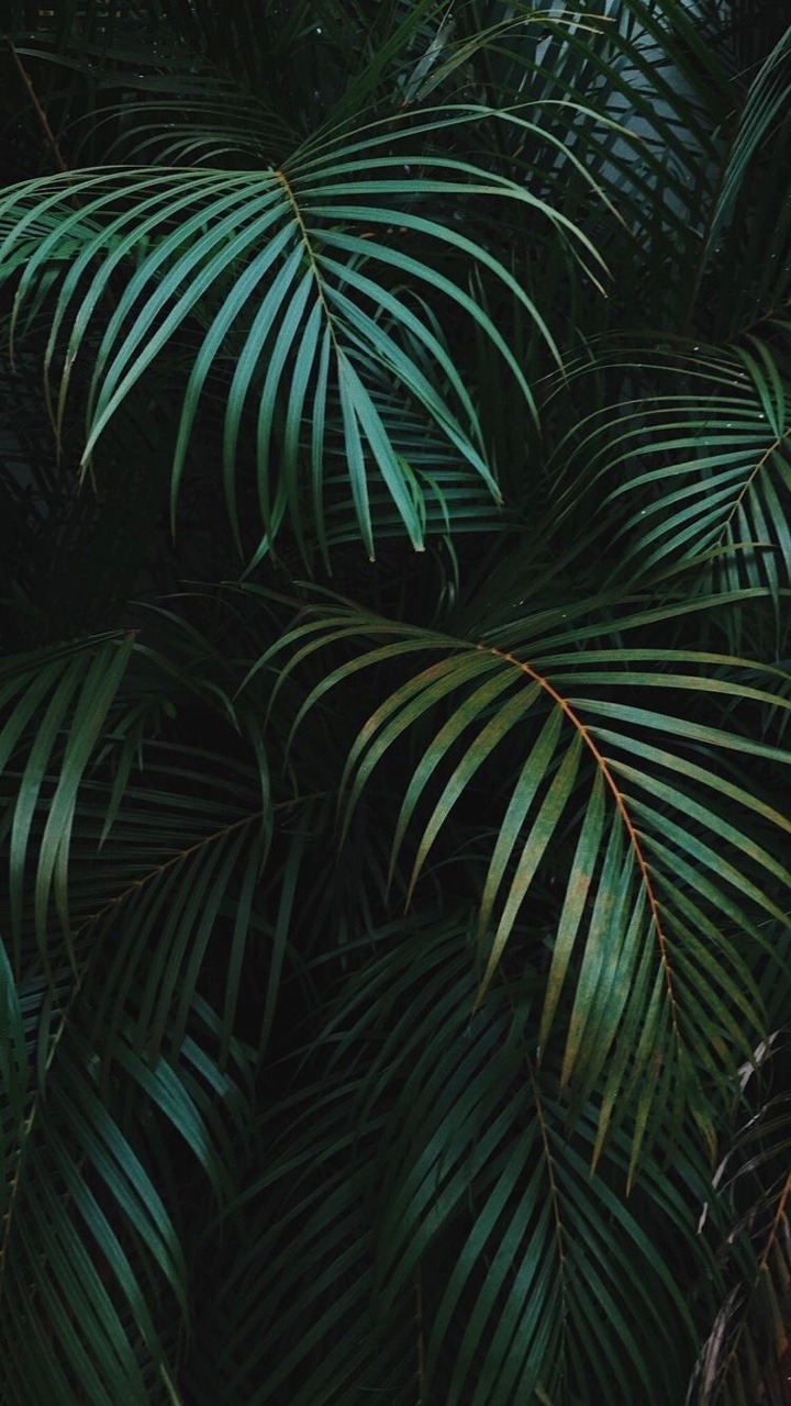 Featured image of post Aesthetic Tropical Wallpaper Tumblr