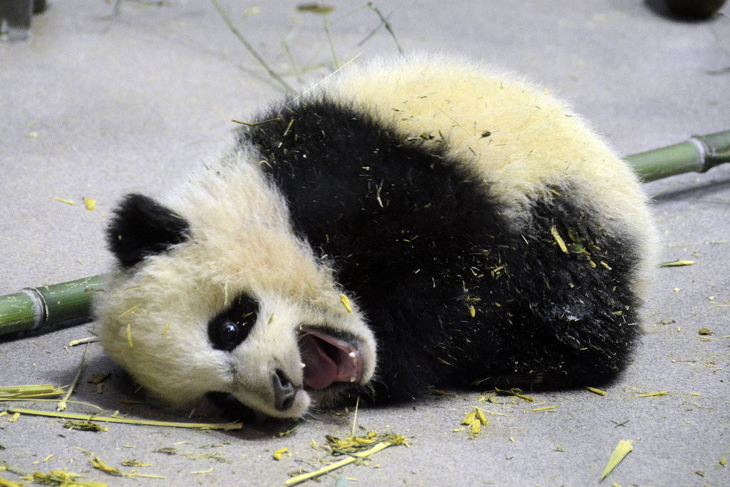 giantpandaphotos:  Bao Bao at the National Zoo in Washington D.C. on January 12,