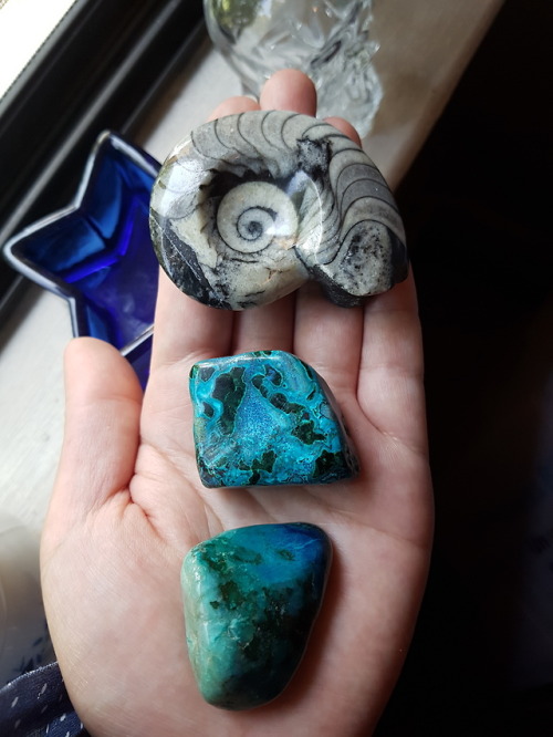 she-who-treads-on-water:My finds from the gem and mineral show: fossilized Goniatite, Chrysocolla Ma