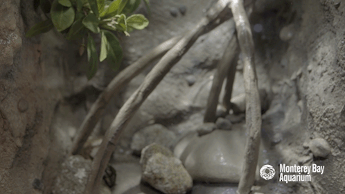 montereybayaquarium: montereybayaquarium:  Mangrove roots provide a perfect playground