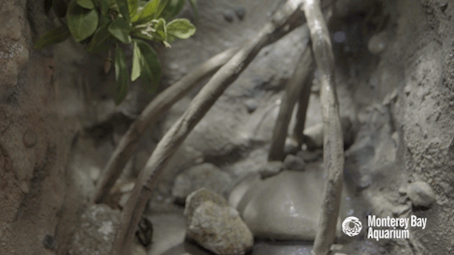 montereybayaquarium: montereybayaquarium:  Mangrove roots provide a perfect playground for developing fishes, like these adorable young round rays! (GIFs don’t do the cute justice—watch the video to enjoy the true power of this bouncy ballet of mini