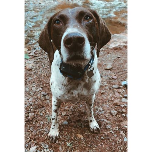 This little girl is 12 today and has had 84 years of grand adventures&hellip; #bestdogever #gsp #gsp