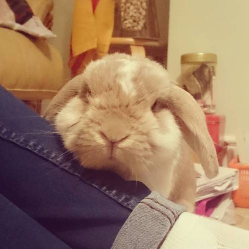 #jubby #bunny #jubbybunny #rabbit #lop #minilop #hollandlop #cute #lapin #kawaii #usagi #petsofinsta